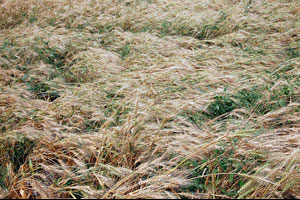 लातूरला पंधरा दिवसांत सव्वाशे मिमी गारांचा पाऊस