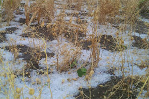 गारपीटग्रस्तांना १५ एप्रिलपर्यंत मदत