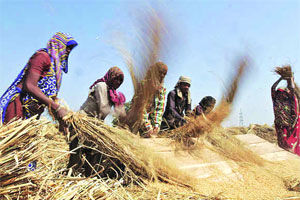 बँकांच्या धोरणामुळे गरोदर महिलांची मजुरी ‘बुडीत’ बँकांच्या धोरणामुळे गरोदर महिलांची मजुरी ‘बुडीत’