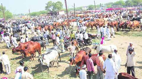 मुकी बिचारी..