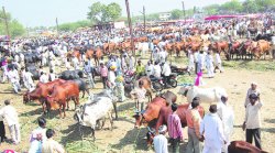 मुकी बिचारी..