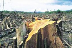 पाव-रोटी हवी का जंगले?