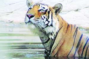ट्रेक डायरी