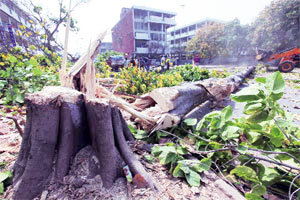वृक्ष प्राधिकरणात सगळेच सदस्य बेकायदेशीर? वृक्ष प्राधिकरणात सगळेच सदस्य बेकायदेशीर?