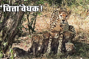 क्लिक् : ‘चित्ता’ वोधक! क्लिक् : ‘चित्ता’ वोधक!