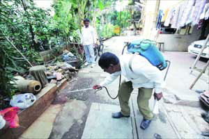 या डासांचे करायचे तरी काय! डेंग्यू रुग्णांच्या संख्येत मात्र वाढ या डासांचे करायचे तरी काय! डेंग्यू रुग्णांच्या संख्येत मात्र वाढ