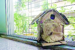 चिमण्यांसाठी ‘मोफत घरकुल’