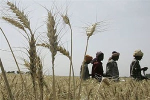 हवामानावर आधारित पीक विमा- विखे हवामानावर आधारित पीक विमा- विखे