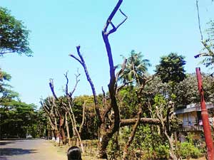 झाडांची कत्तल विद्यापीठाला भोवणार! झाडांची कत्तल विद्यापीठाला भोवणार!