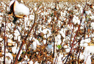 खरीप हंगामात शेतकऱ्यांचा कल कापूस लागवडीकडेच