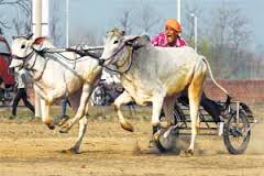 बैलगाडा शर्यतीबद्दल आयोजकांना अटक बैलगाडा शर्यतीबद्दल आयोजकांना अटक