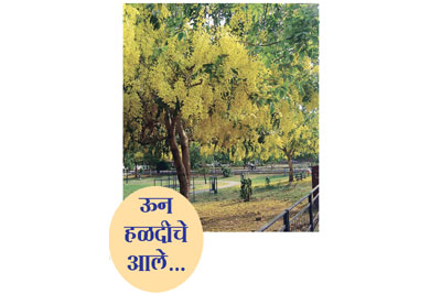 ऊन हळदीचे आले.. ऊन हळदीचे आले..