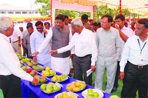 गारपीटग्रस्त पिकांच्या यादीत आता हापूस आंबाही – मुख्यमंत्री