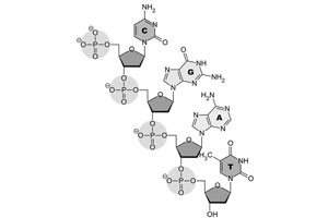 कुतूहल: आरएनए म्हणजे काय? कुतूहल: आरएनए म्हणजे काय?