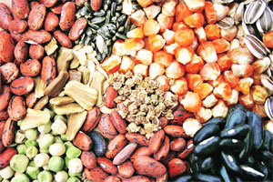 विदर्भातील शेतक ऱ्यांचा १२ जुलैला सत्याग्रह विदर्भातील शेतक ऱ्यांचा १२ जुलैला सत्याग्रह