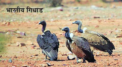 पांढर पाठ गिधाड आणि भारतीय गिधाड
