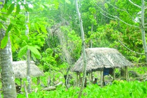 जंगलांवरील सामूहीक मालकी संपुष्टात आणण्याचा डाव