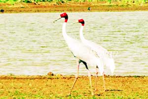 पावसा अभावी सारसांच्या अधिवासावर परिणाम पावसा अभावी सारसांच्या अधिवासावर परिणाम
