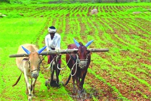 सलग पावसामुळे शेतकऱ्यांच्या आशा पल्लवित