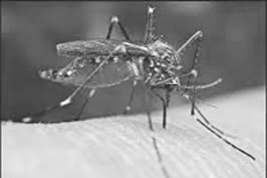 कुतूहल: डासाचा दंश! कुतूहल: डासाचा दंश!