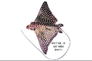 मासे : जलजीवसृष्टीचे कणखर राजे