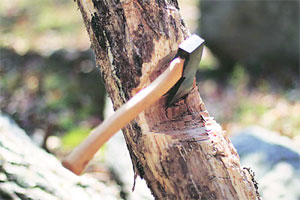 हरित न्यायाधिकरणाची स्थगिती असतानाही पुण्यात एक हजार झाडे तोडण्याची परवानगी हरित न्यायाधिकरणाची स्थगिती असतानाही पुण्यात एक हजार झाडे तोडण्याची परवानगी