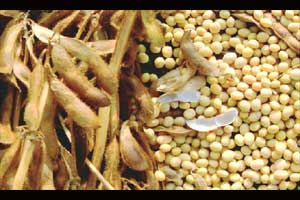 विदर्भात ७० टक्के पेरण्या आटोपल्या