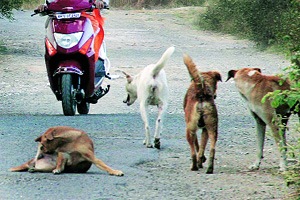भीतिदायक रेबिजचे पुण्यात नऊ रुग्ण भीतिदायक रेबिजचे पुण्यात नऊ रुग्ण