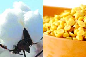 पूर्व विदर्भात कापूस, तूर, धान, सोयाबीनवर किडींचा प्रादुर्भाव
