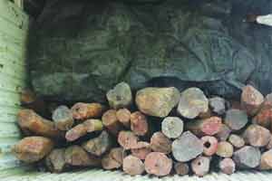 कर्जत येथे रक्तचंदन साठा पकडला कर्जत येथे रक्तचंदन साठा पकडला