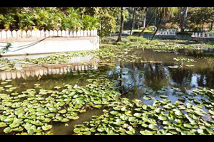 सारसबागेतला तलाव नागरिकच करताहेत प्रदूषित