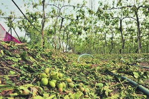 द्राक्षबागांसाठी भरपाईचे निकष बदलण्याची गरज