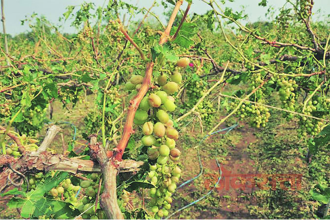 वादळी पावसाचा तडाखा