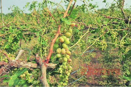 वादळी पावसाचा तडाखा