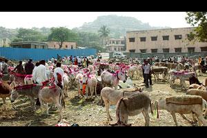 जेजुरीच्या पारंपरिक गाढव बाजारात १ कोटीची उलाढाल जेजुरीच्या पारंपरिक गाढव बाजारात १ कोटीची उलाढाल
