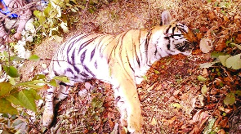अभयारण्यात वाघिणीचा तर वस्तीत बिबटय़ाचा अंत अभयारण्यात वाघिणीचा तर वस्तीत बिबटय़ाचा अंत