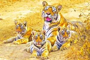 गोळीबाराने पेंच प्रकल्प परिसरात तणावाचे वातावरण