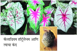 हिरवाई : कॅलाडियम
