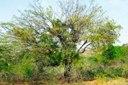 गुढीपाडव्याच्या मुहूर्तावर कडूनिंब मोहराविना!