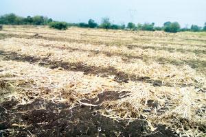 अवकाळीने लातूरला झोडपले; बळिराजाला पुन्हा मोठा फटका अवकाळीने लातूरला झोडपले; बळिराजाला पुन्हा मोठा फटका