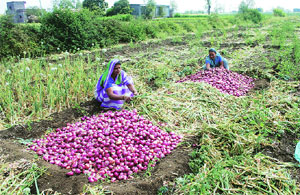 ‘अवकाळी’चा शेतकऱ्यांना कोटय़वधींचा दणका ‘अवकाळी’चा शेतकऱ्यांना कोटय़वधींचा दणका