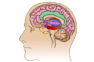 बहुतांश रुग्णालये ‘ब्रेनडेड’ रुग्णांची माहिती देण्यास अनुत्सुक!