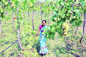 गारपिटीमुळे द्राक्ष निर्यात निम्म्याने घटण्याची भीती गारपिटीमुळे द्राक्ष निर्यात निम्म्याने घटण्याची भीती