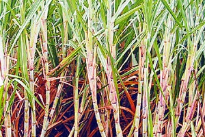 राज्याच्या साखर उत्पादनात २५ टक्क्यांनी वाढ राज्याच्या साखर उत्पादनात २५ टक्क्यांनी वाढ