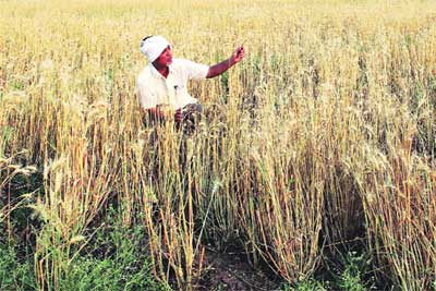 शेतकरी मदतीवरून सरकार पेचात शेतकरी मदतीवरून सरकार पेचात
