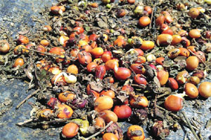 कोकणात पावसामुळे ७० टक्के आंबा, काजूला फटका