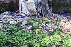 ठाण्यात नाल्यातील गाळावर वराहपालन!