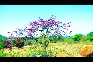 बहुउपयोगी सावर..! बहुउपयोगी सावर..!