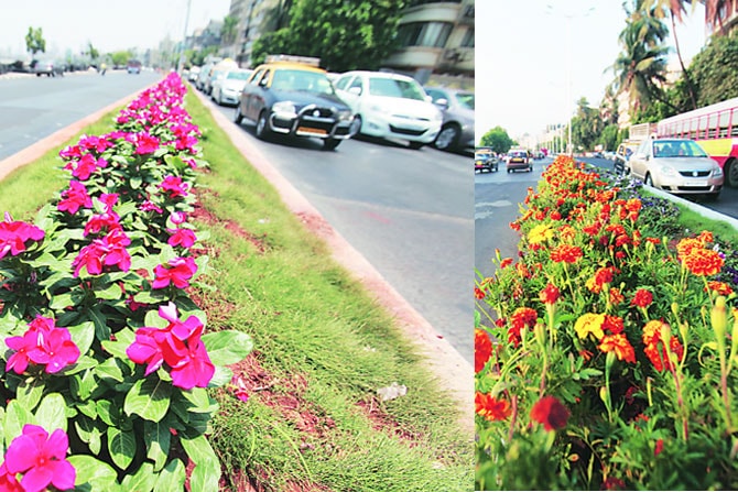 मरिन ड्राइव्हवर आता पेटुनियाऐवजी सदाफुली व झेंडू