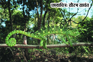 ग्रीन करिअर : मैत्र जिवांचे…